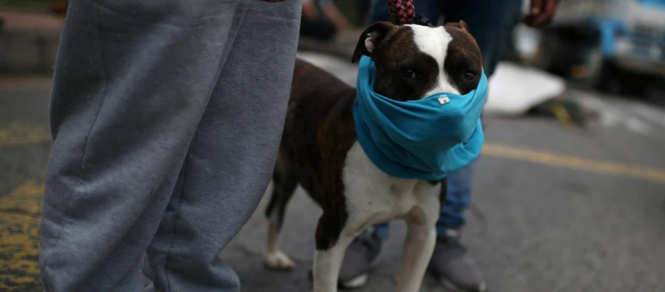 ΗΠΑ: Σκύλος θετικός στον κορωνοϊό - Οι ιδιοκτήτες του είχαν νοσήσει